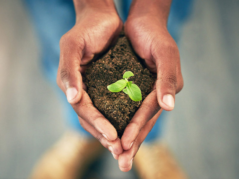 A pair of hands holding soil with a leaf sprout